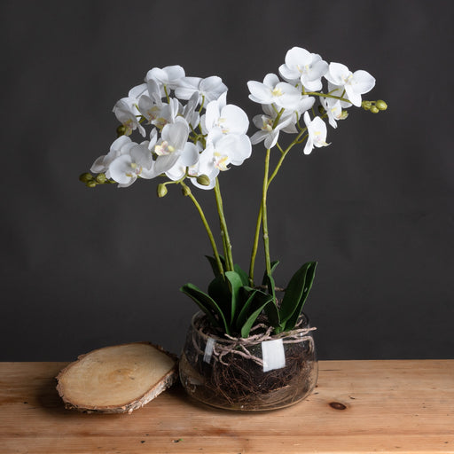White Orchid In Glass Pot - 61cm Tall - The Furniture Mega Store 