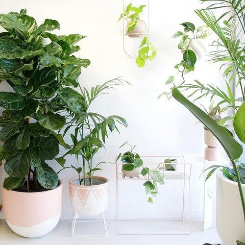 The Houseplant Trend Is Set To Continue In 2020