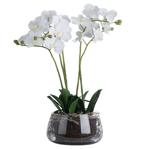 White Orchid In Glass Pot - 61cm Tall - The Furniture Mega Store 