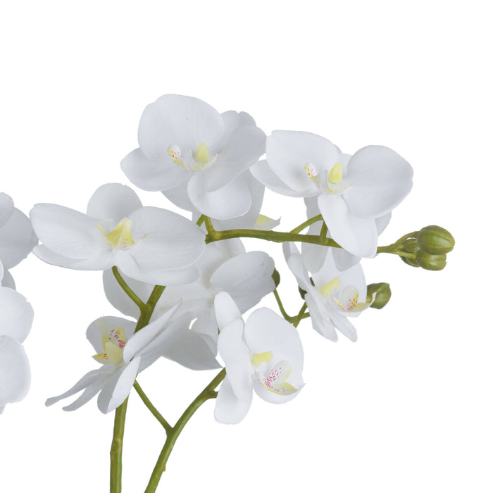 White Orchid In Glass Pot - 61cm Tall - The Furniture Mega Store 