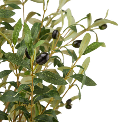 Calabria Large Olive Tree - 180cm Tall - Pre Order Due In Stock 29-3-2024 - The Furniture Mega Store 