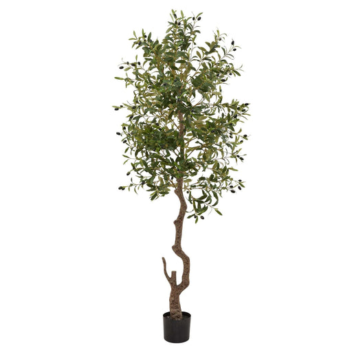 Calabria Large Olive Tree - 180cm Tall - Pre Order Due In Stock 29-3-2024 - The Furniture Mega Store 