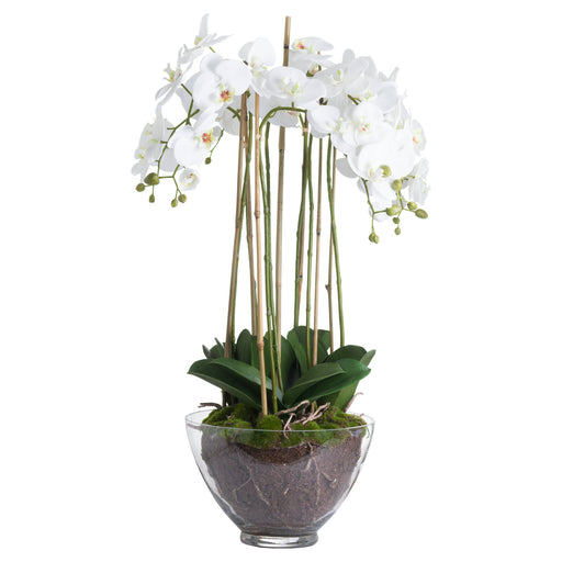 Large White Orchid In Glass Pot - 88cm Tall - The Furniture Mega Store 