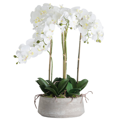 Tall 90cm White Orchid Phalaenopis In Grey Stone Pot - The Furniture Mega Store 
