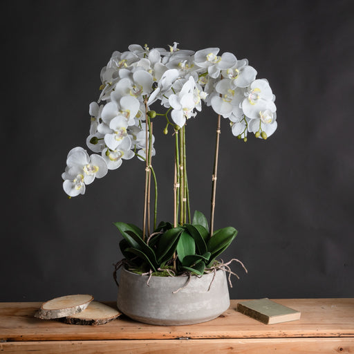 Tall 90cm White Orchid Phalaenopis In Grey Stone Pot - The Furniture Mega Store 