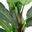 Extra Large Artificial Banana Palm - 203cm Tall - The Furniture Mega Store 