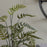 Large Artificial Potted Fern in Cement Pot - 107cm Tall - The Furniture Mega Store 